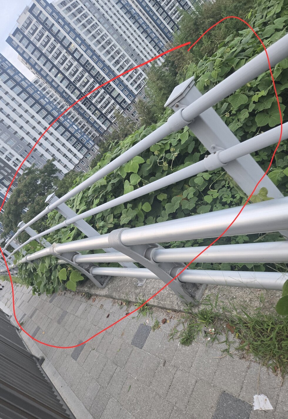 식물이 인도 침범