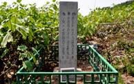 육지면 발상비
